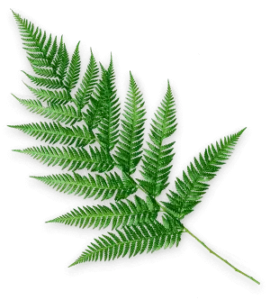 leaf